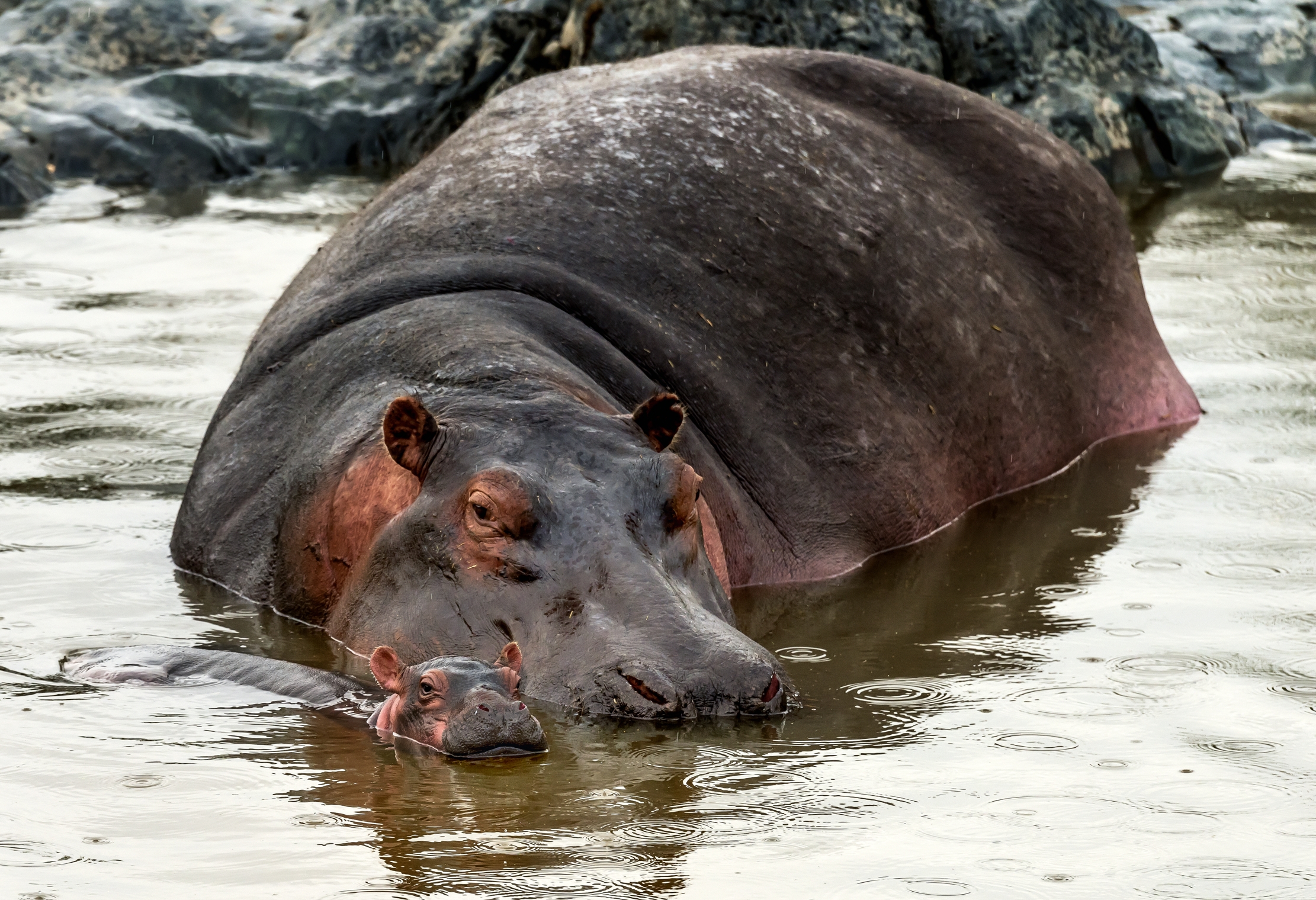 Tanzania 2016 - La mamma e il cucciolo