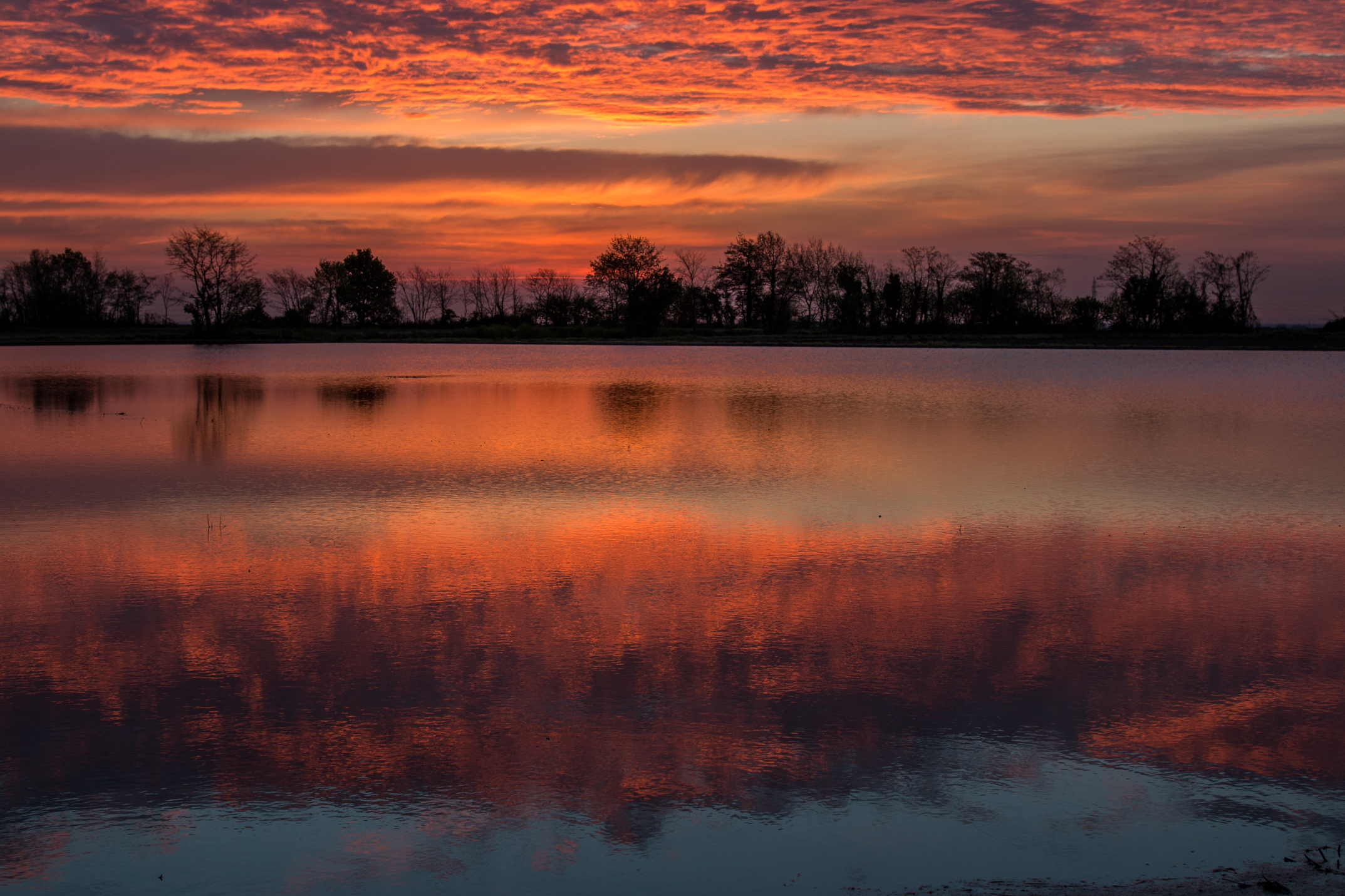 Dawn in paddy field