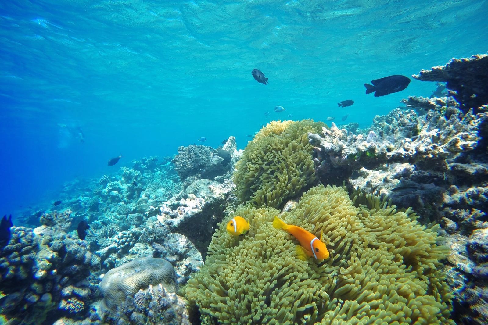 Maldives reef