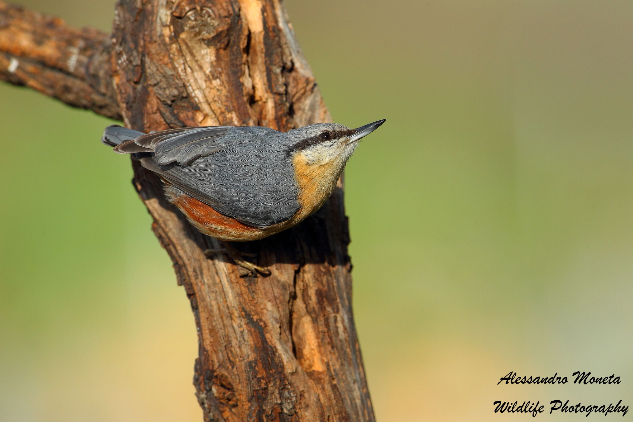 nuthatch