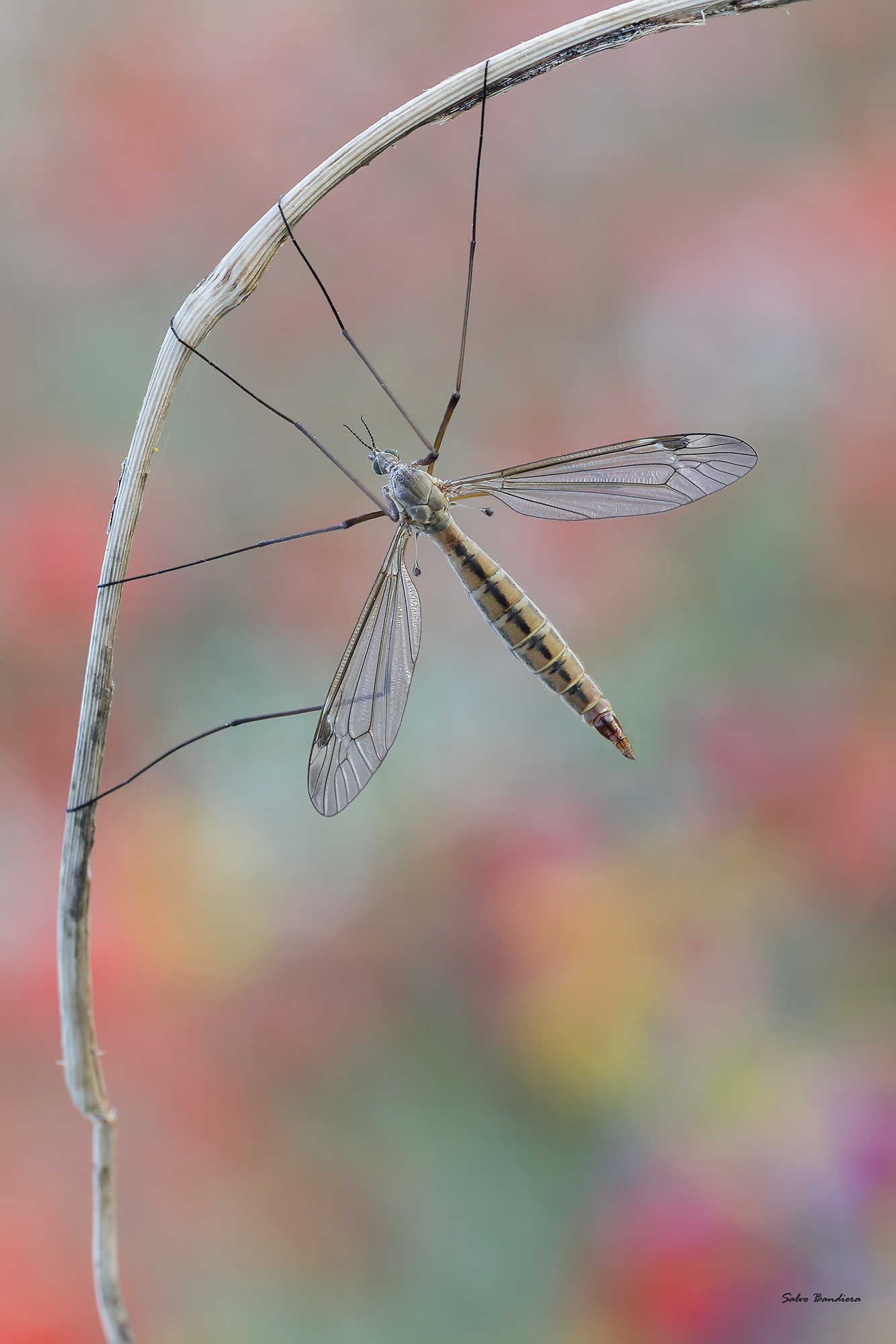Tipula in Techinicolors...