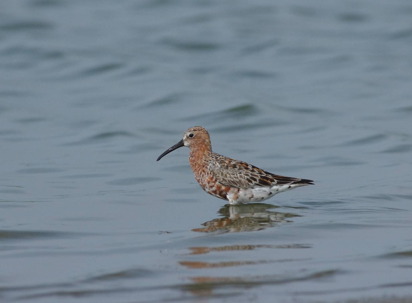 Curlew Sandpiper
