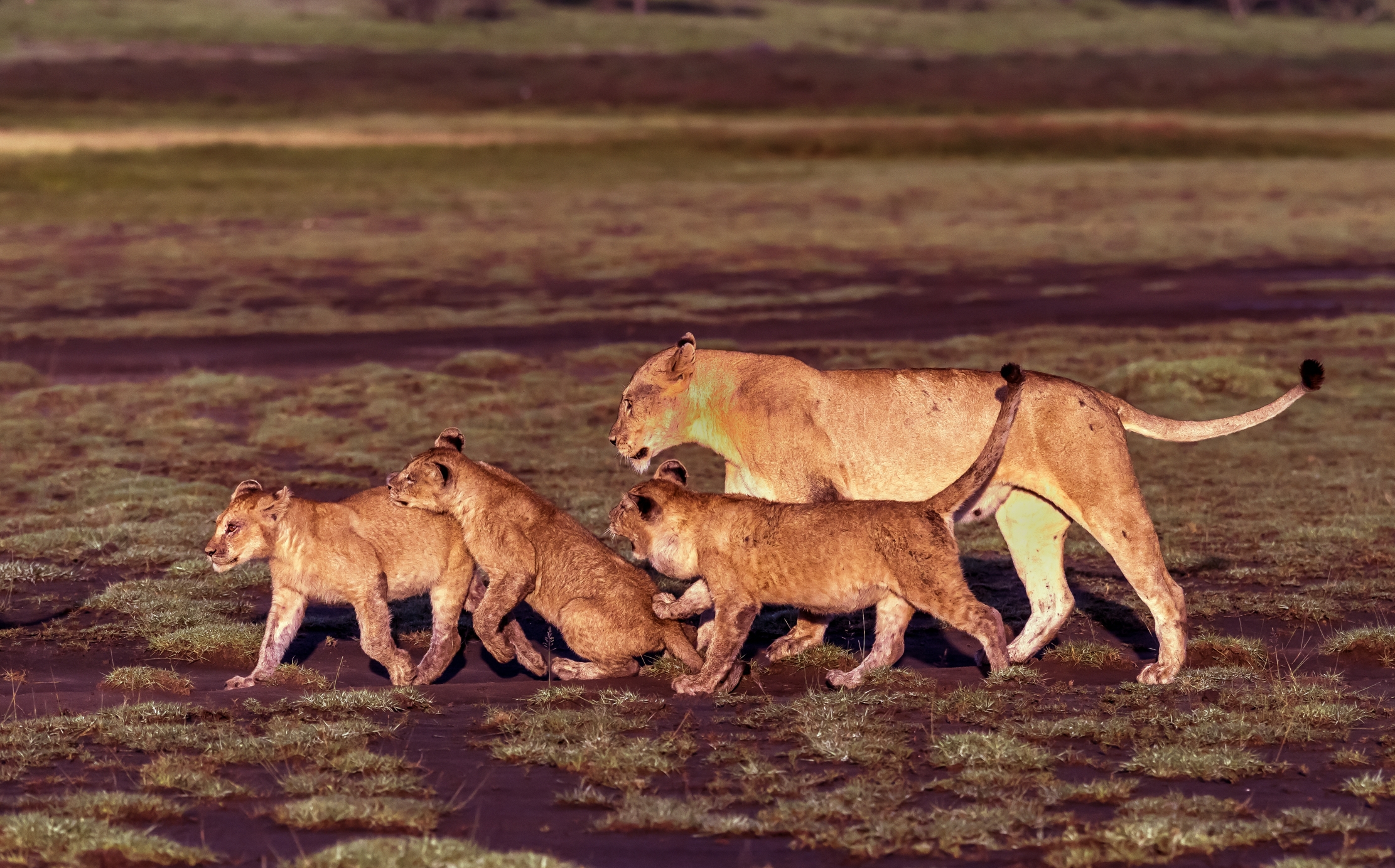 Tanzania 2016 - In marcia