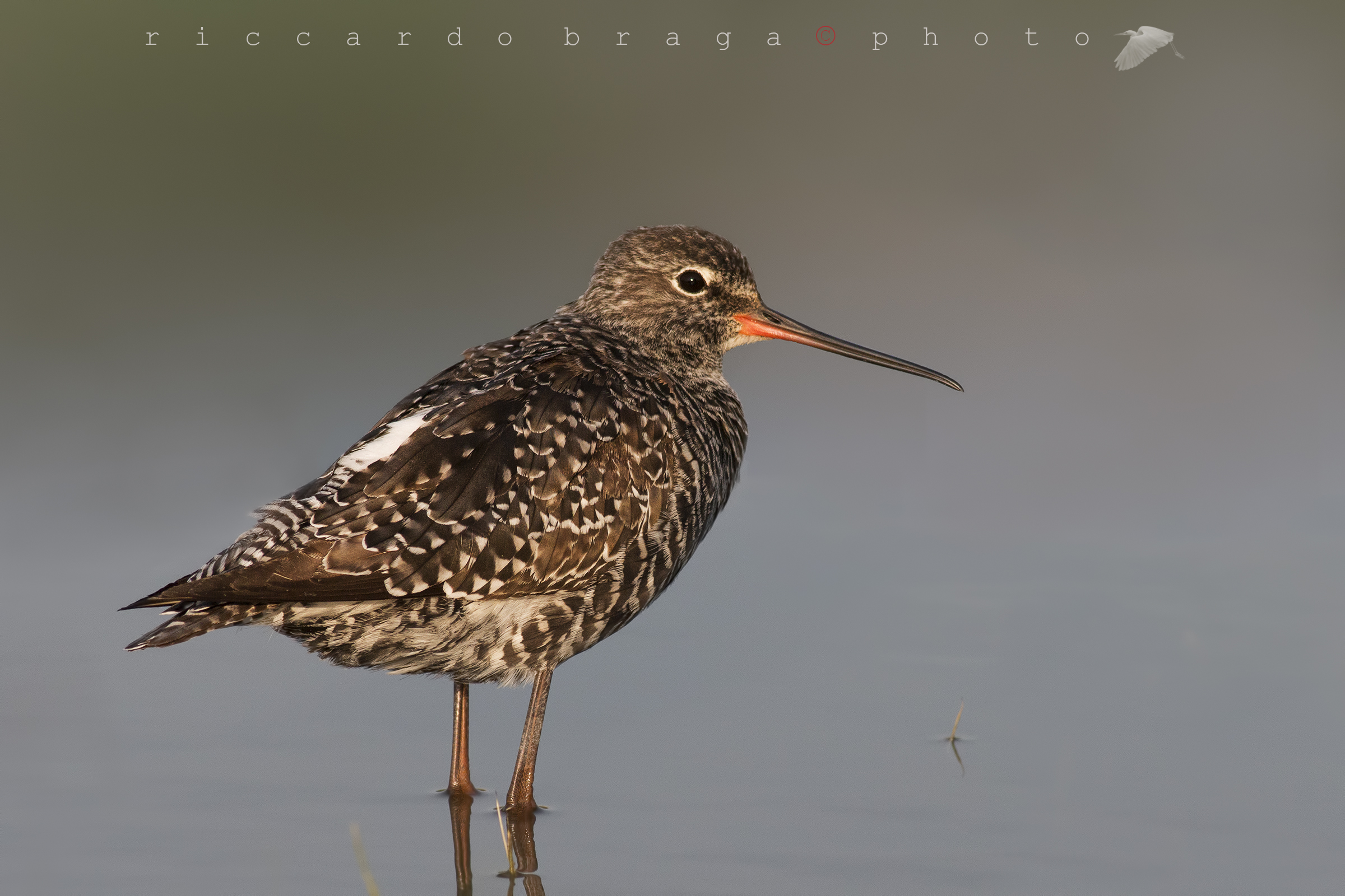 Spotted Redshank