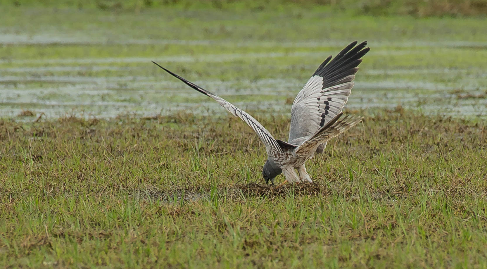 pujanàz biànc (albanella minore)