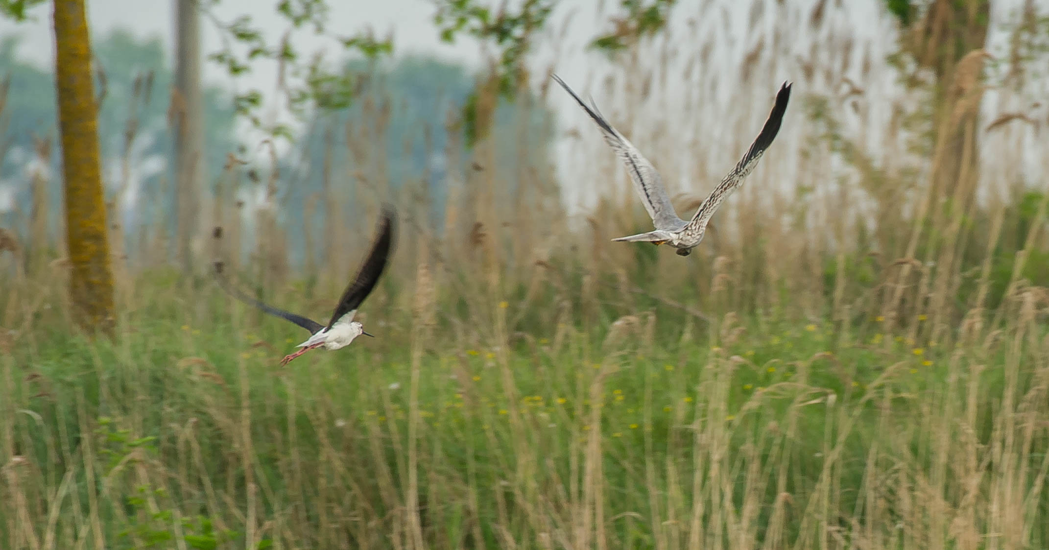 l'albanella se ne va con l'uovo del cavaliere..