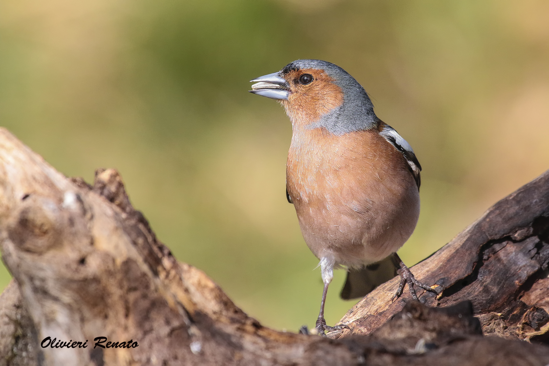 Male chaffinch