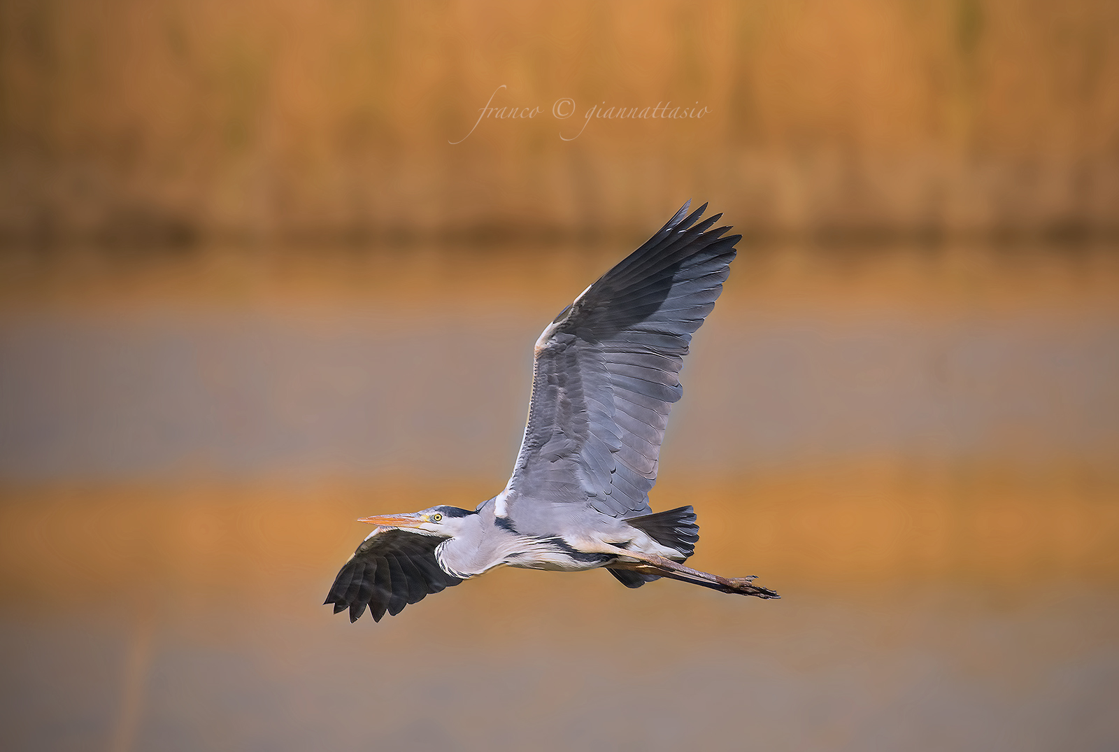 Cenerino a fine giornata.