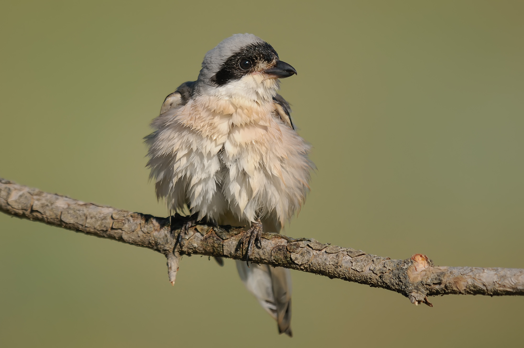 Lanius minor / Lanius minor