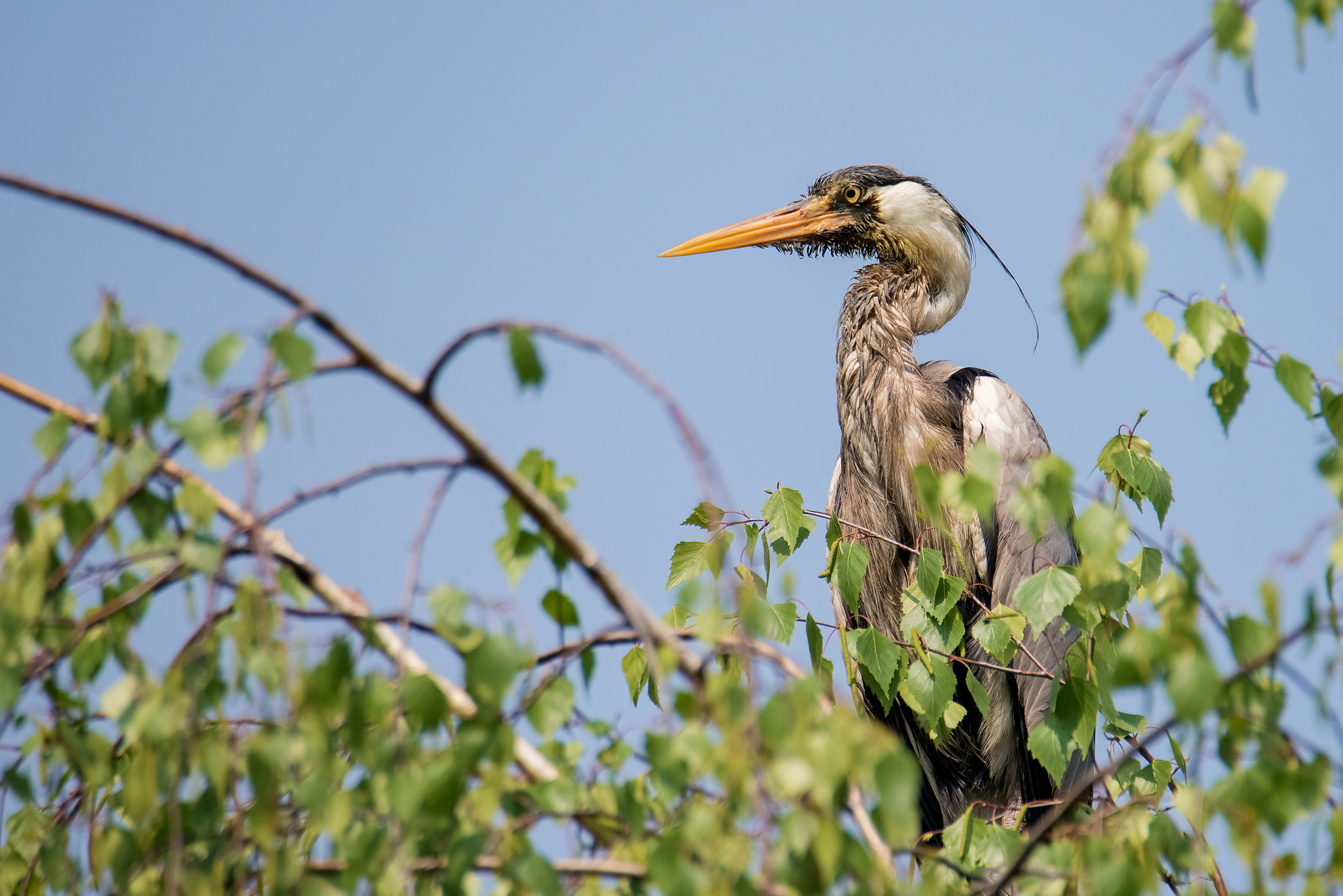 Il riposino del cenerino ..