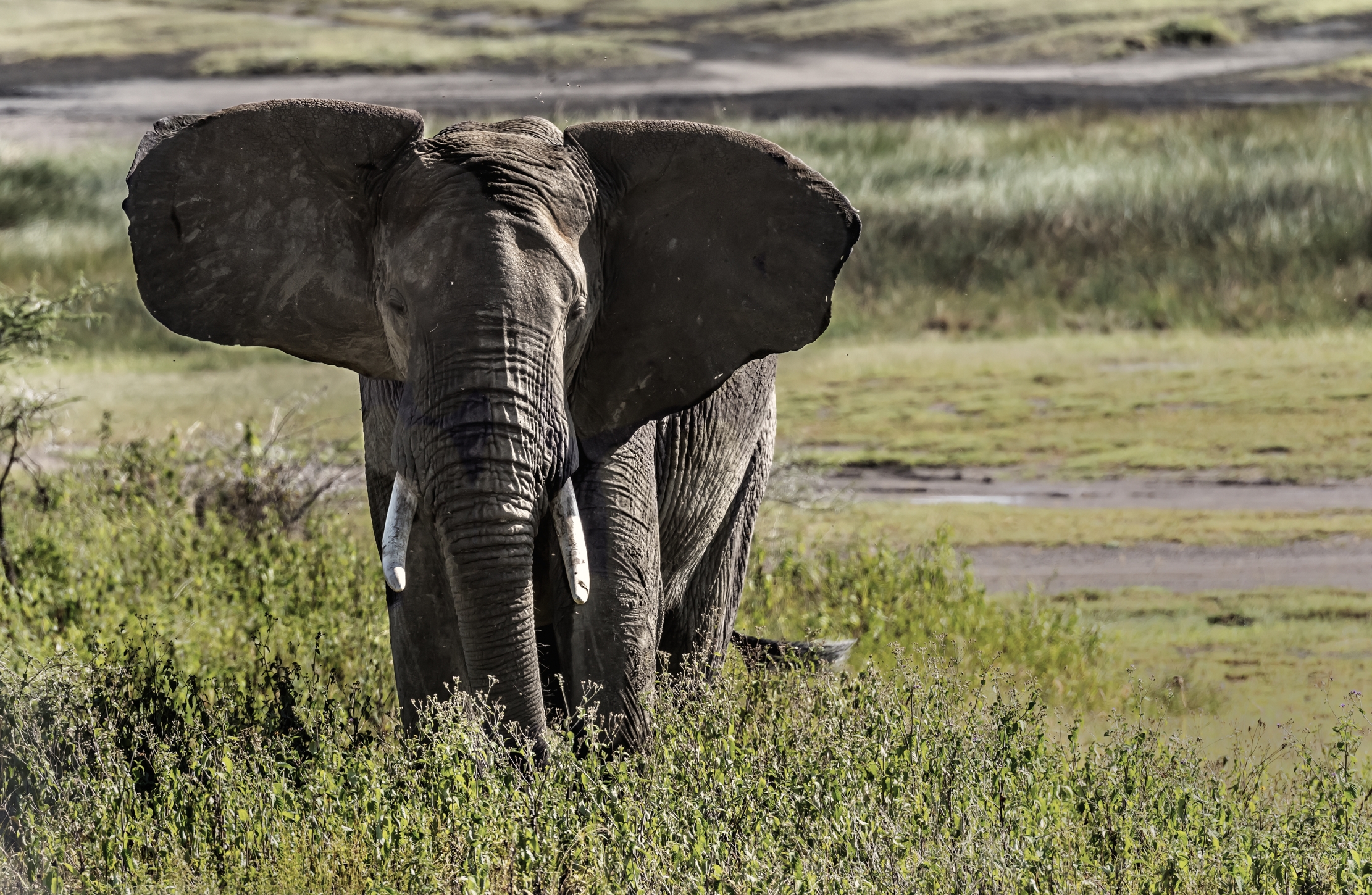 Tanzania 2016 - Elephant