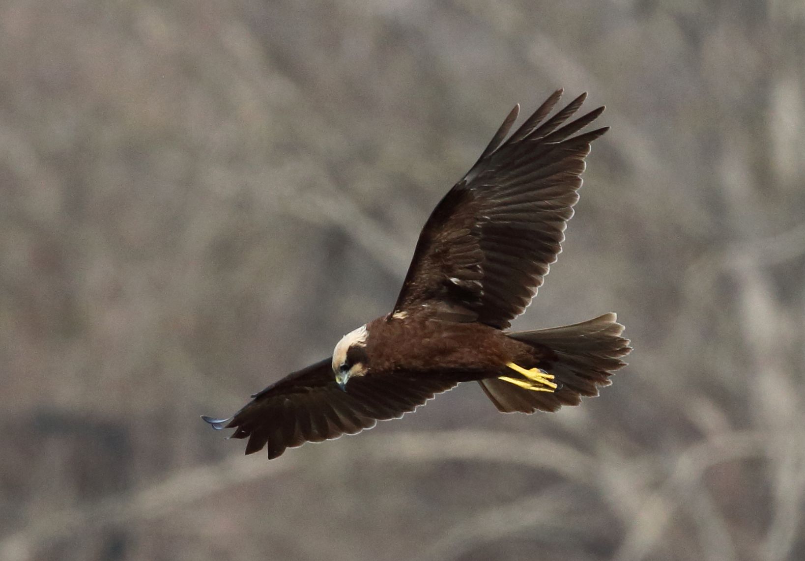 Marsh harrier