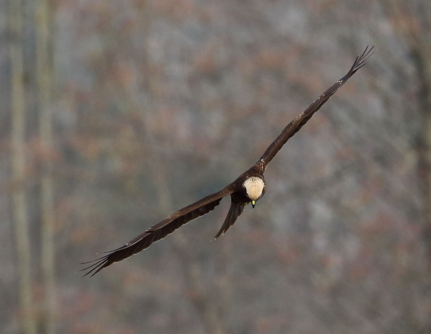 Marsh harrier