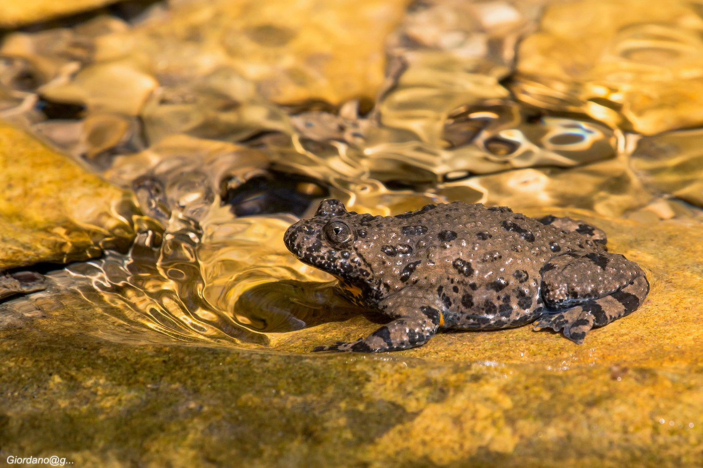 Ululone dal ventre giallo