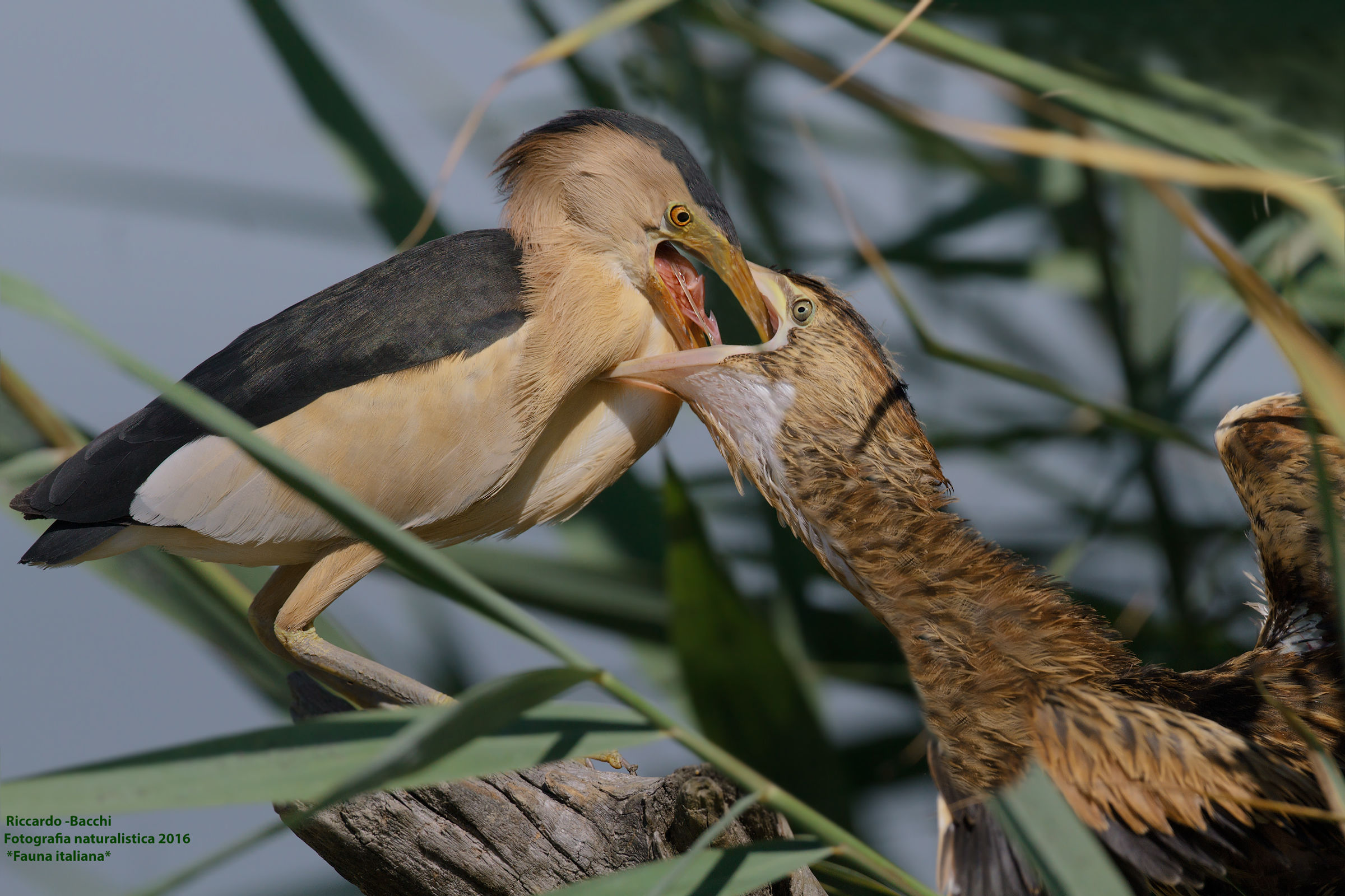La grande imbeccata...