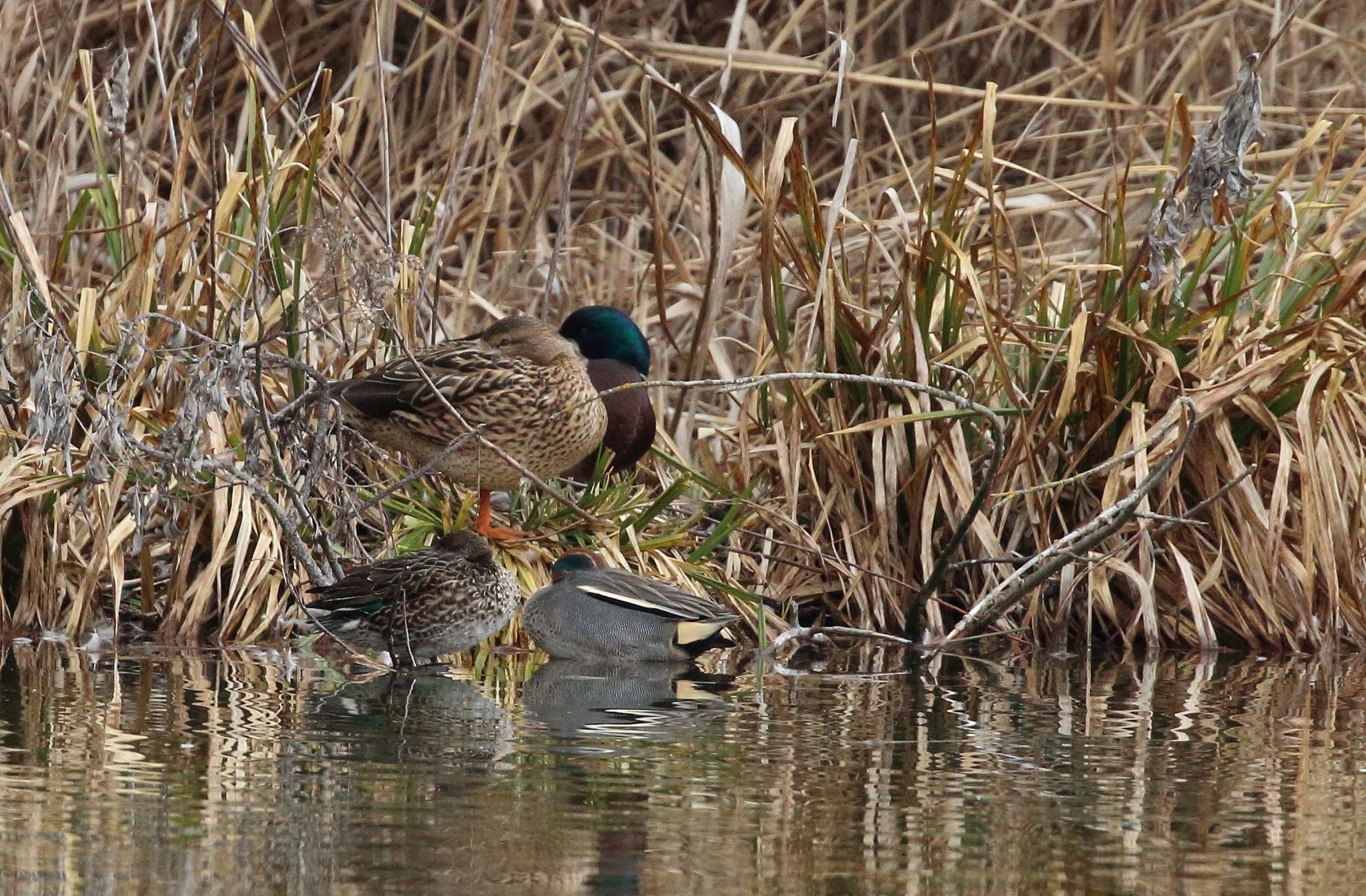 Deep sleep in the reeds