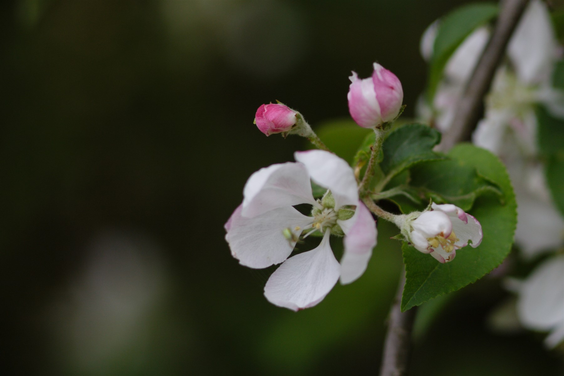 prove Zeiss 135 f3,5