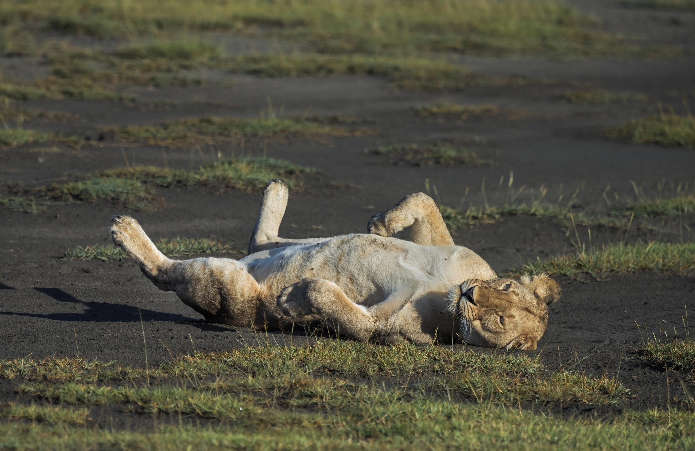 Tanzania 2016 - Al sole del mattino