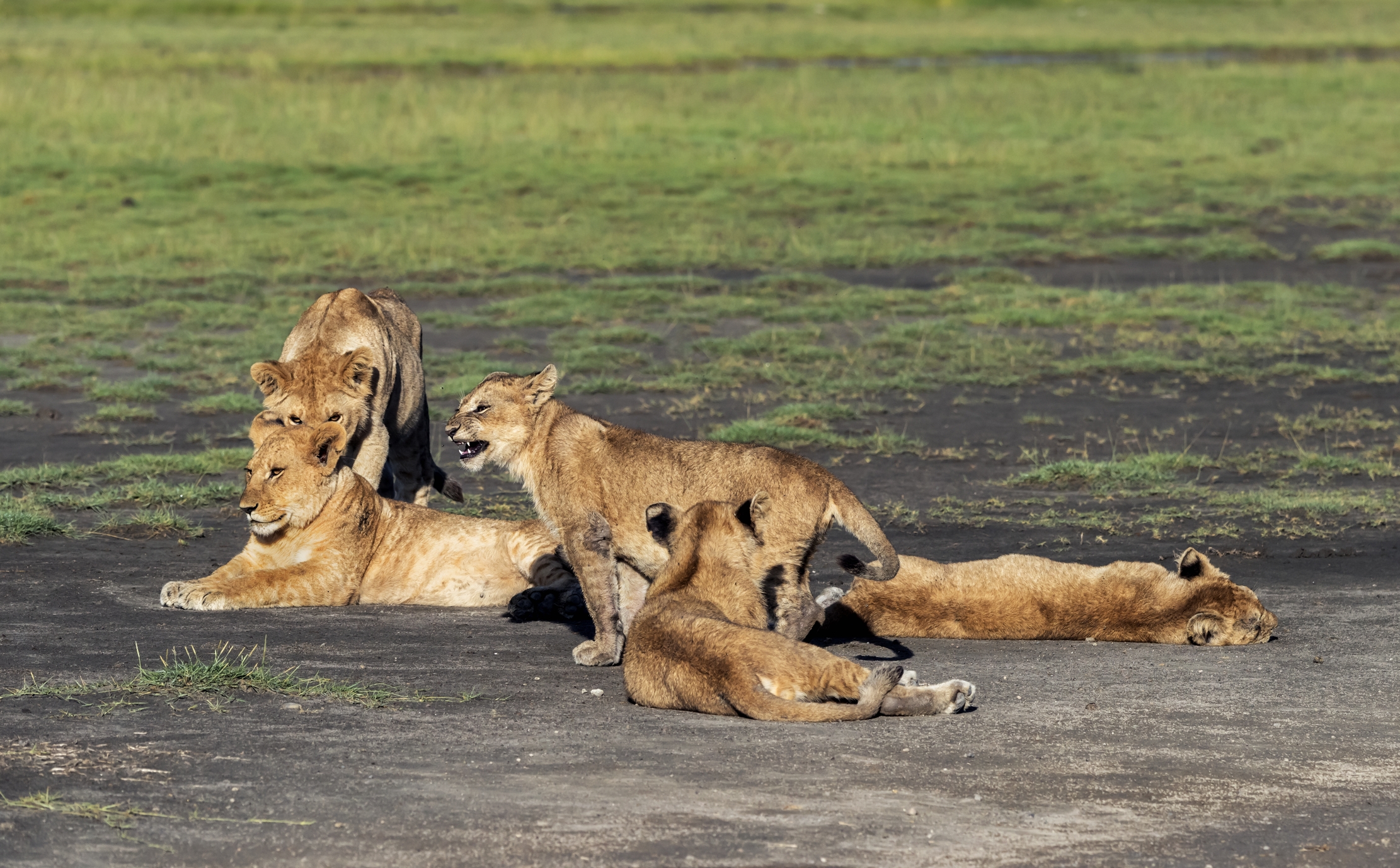 Tanzania 2016 - Cuccioli