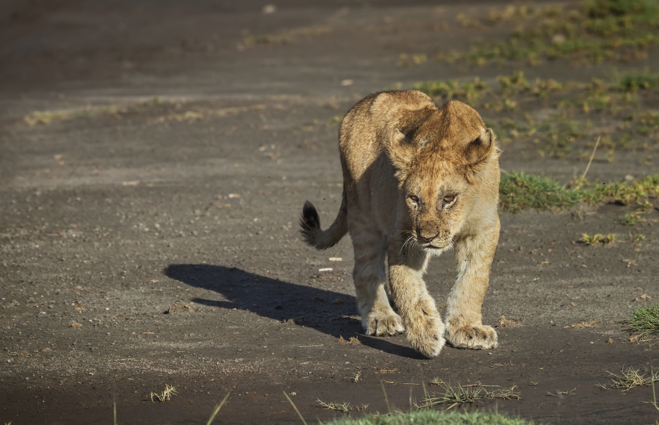 Tanzania 2016 - Alle prime luci