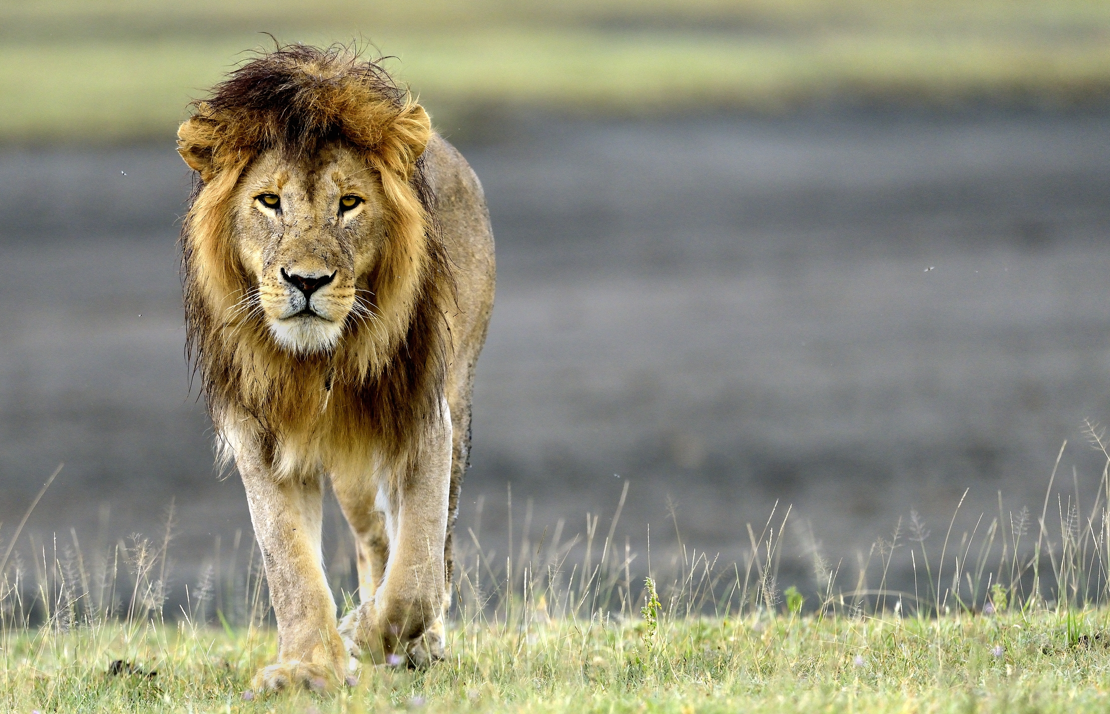 Tanzania 2016 - Un classico...