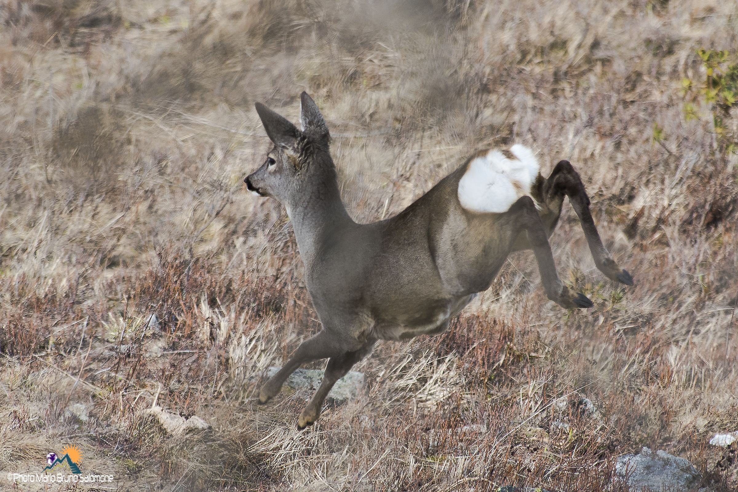 goblins of the forest: Capriola.