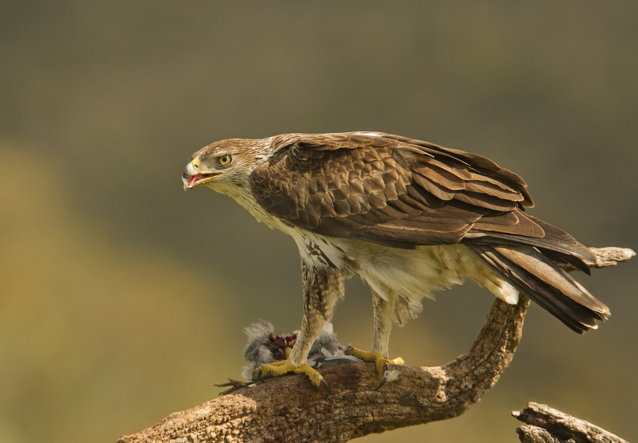 aquila di bonelli (aquila fasciata)