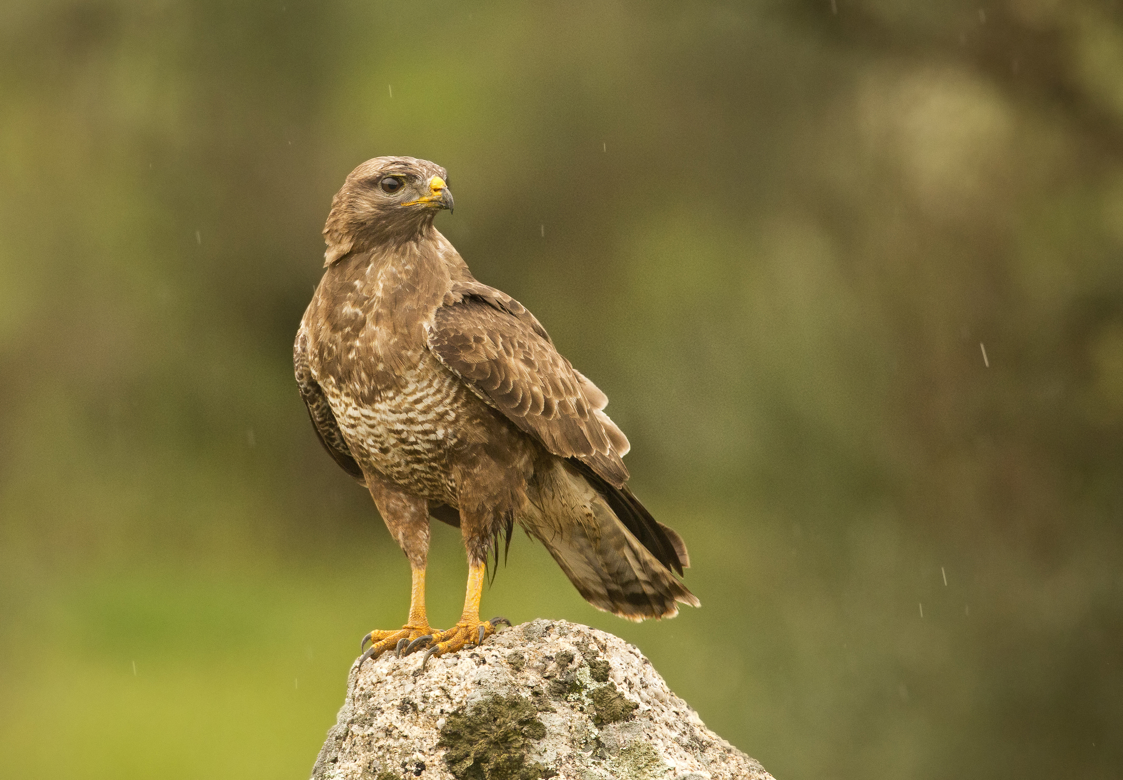 poiana (buteo buteo)