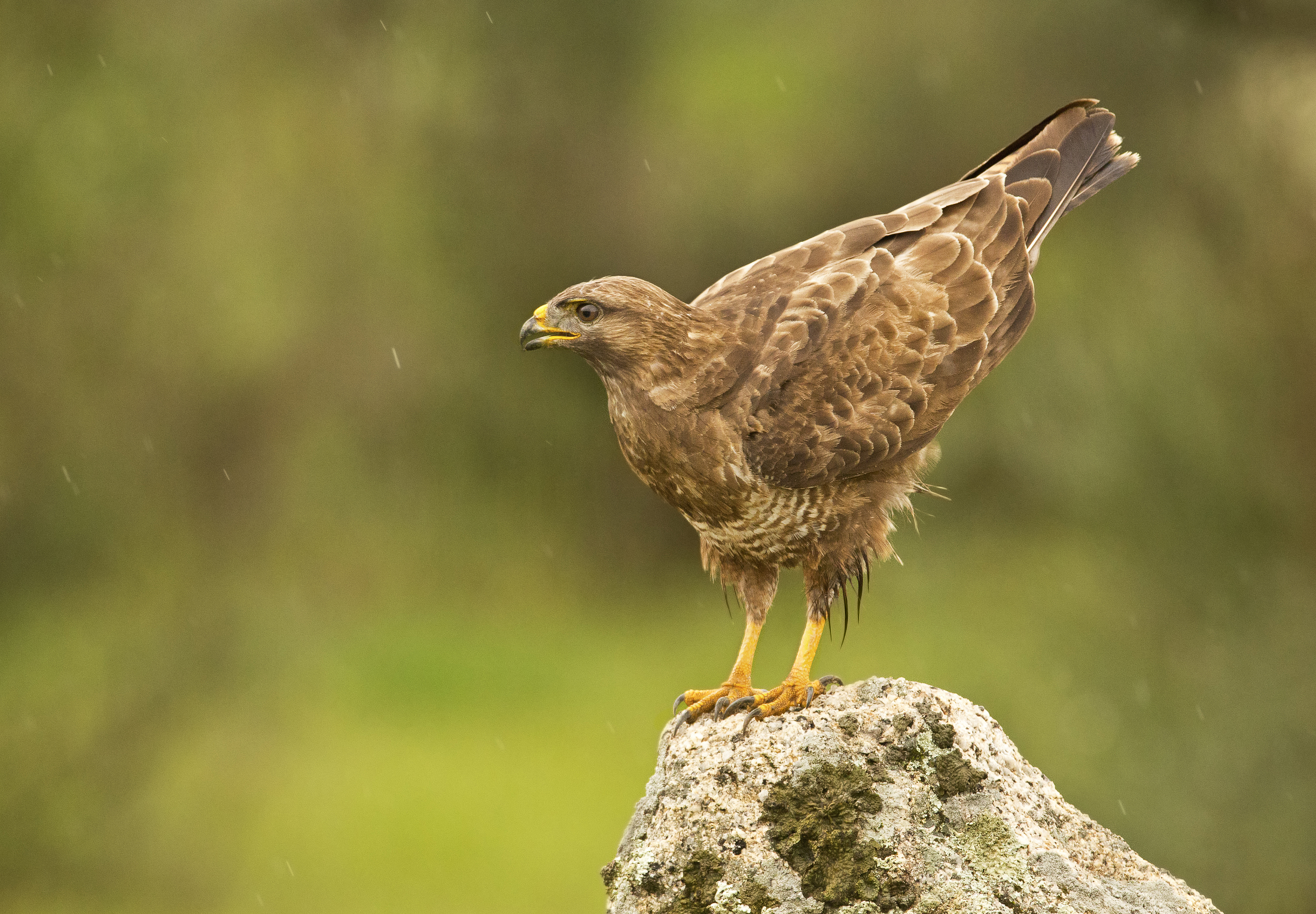 poiana (buteo buteo)