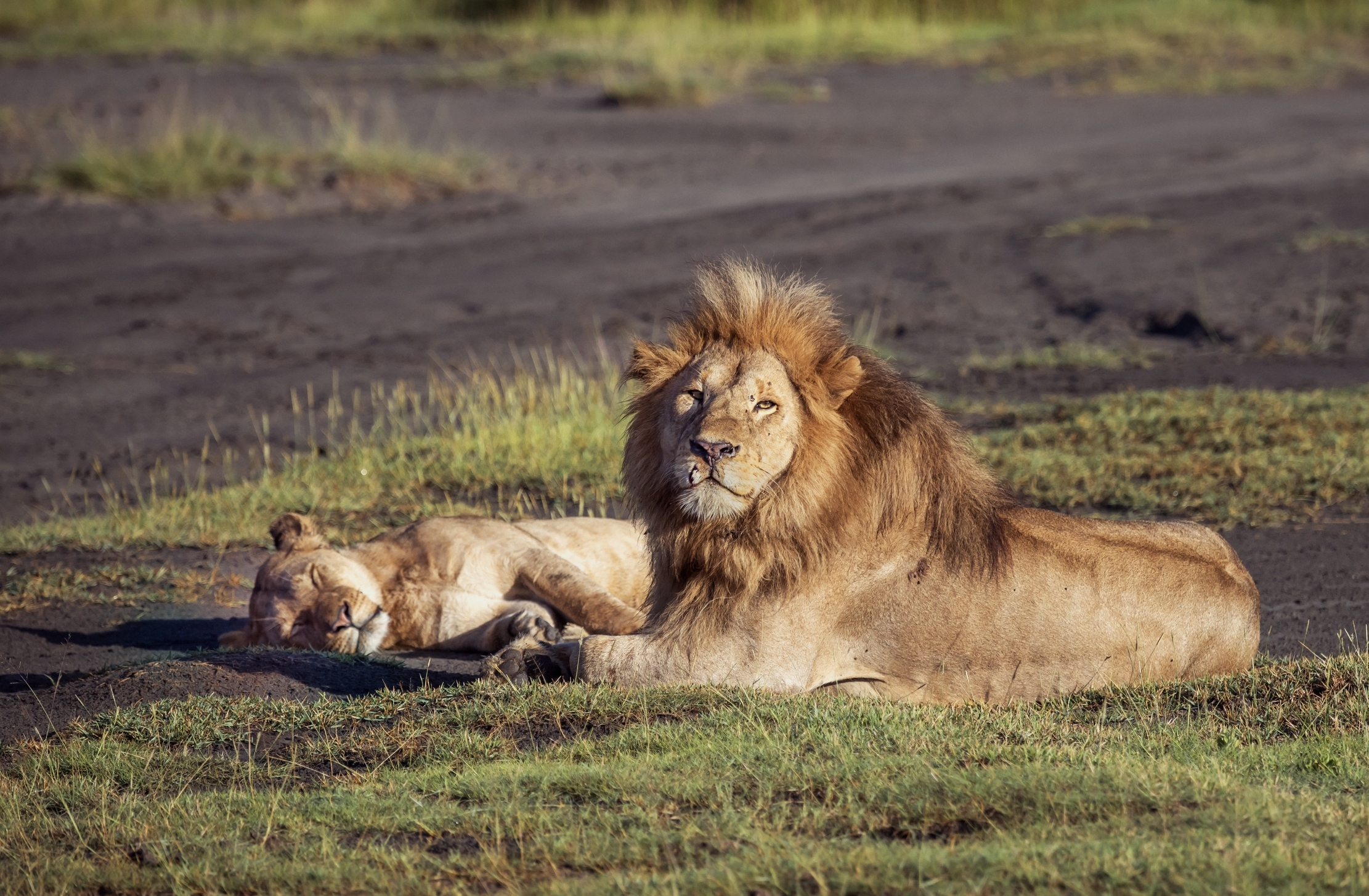 Tanzania 2016 - La Coppia