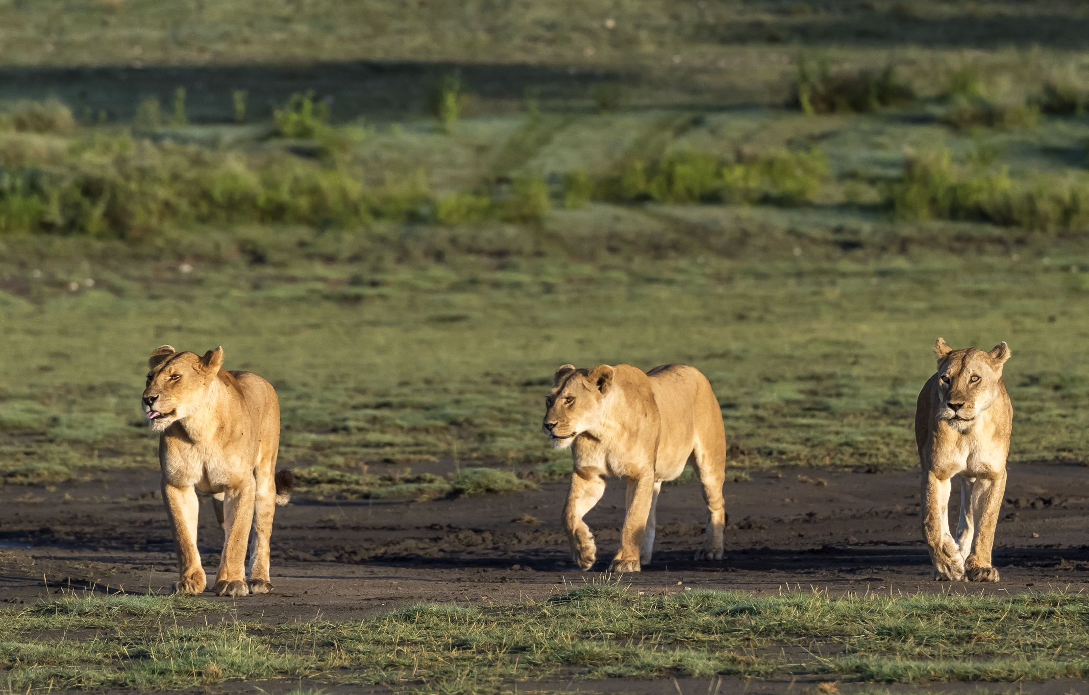 Tanzania 2016 - Le tre grazie
