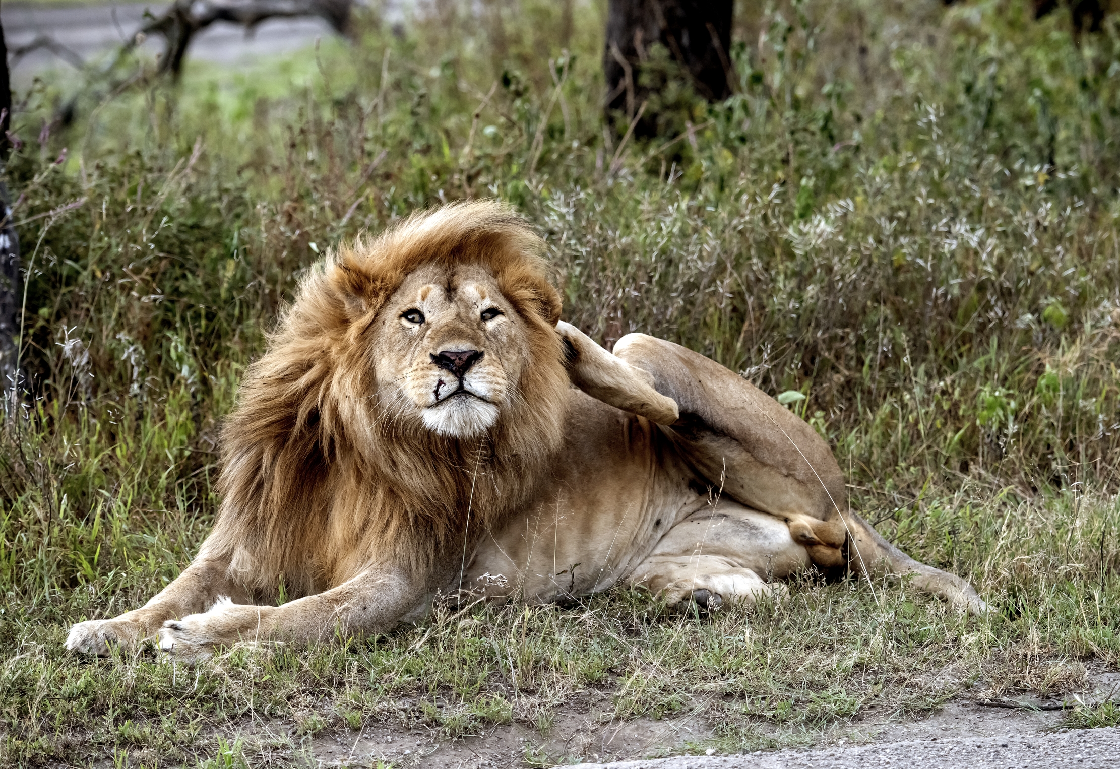 Tanzania 2016 - Grattatina