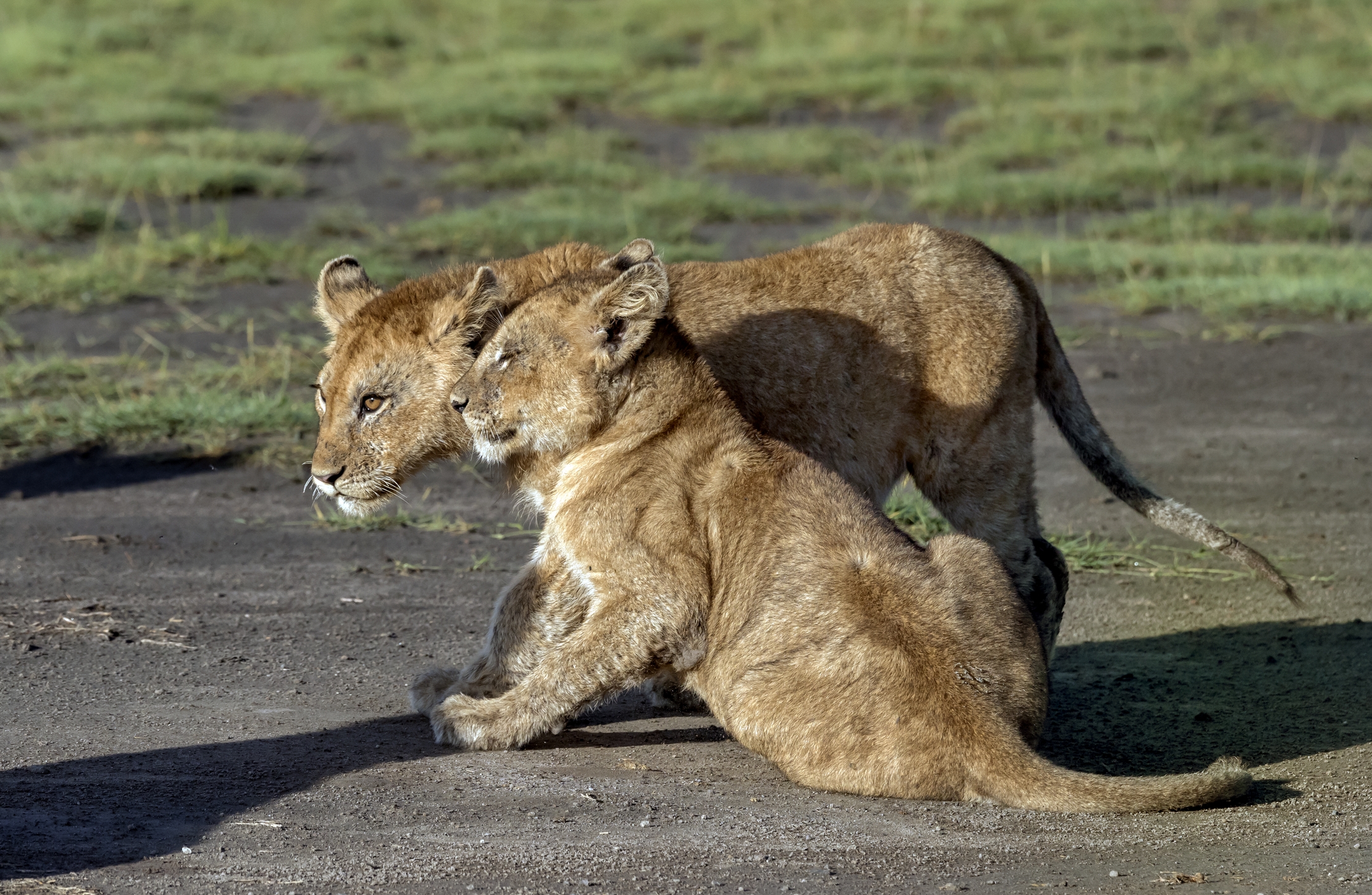 Tanzania 2016 - Cuccioli
