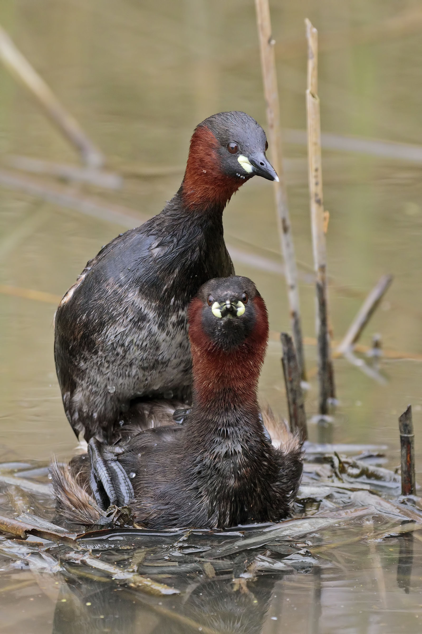 Little Grebes mating
