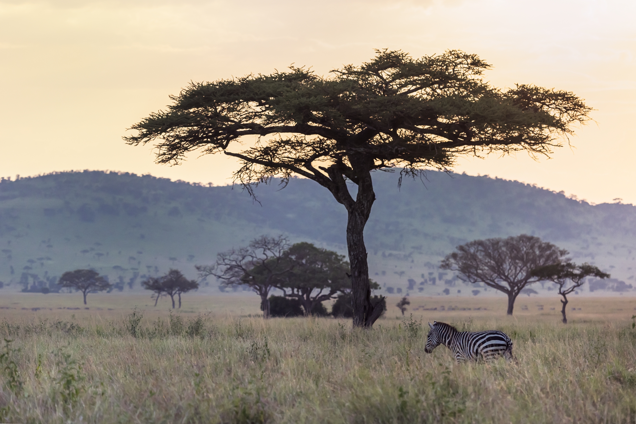 Tanzania 2016 - Tramonto sul Serengeti
