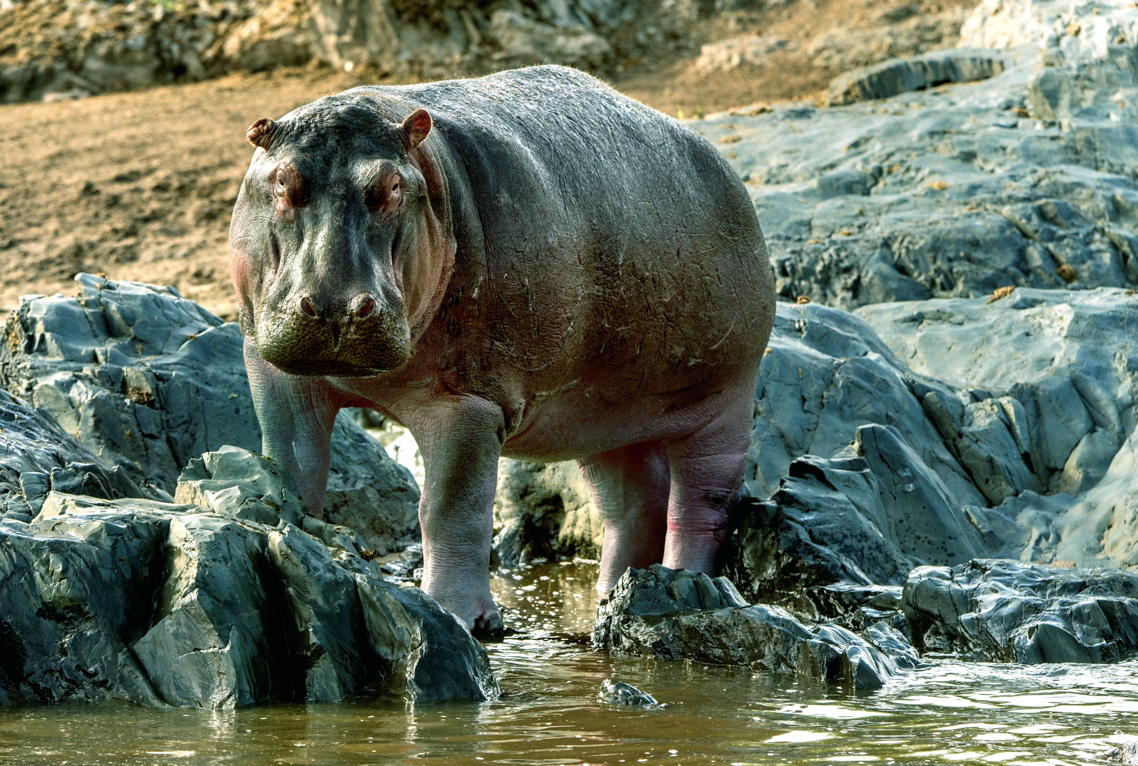 Tanzania 2016 - Ippo