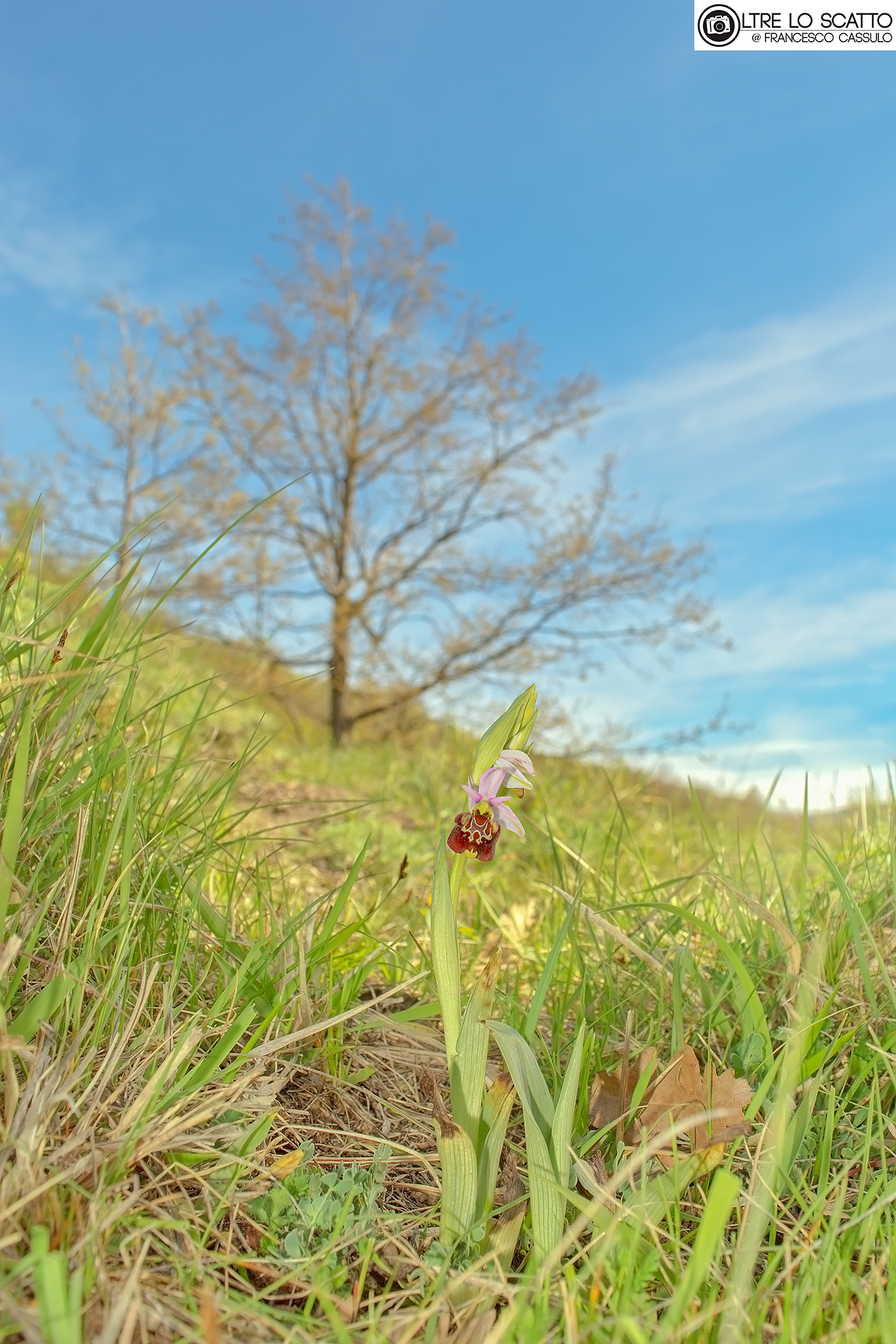 Ophrys holosericea (Burm. f.) Greuter, 1967