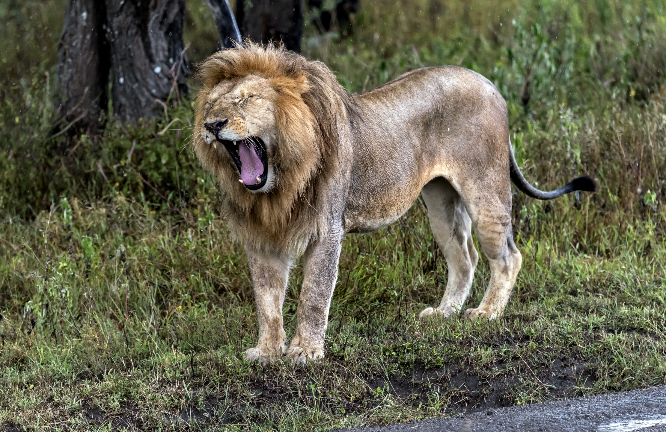 Tanzania 2016 - Sono il Re!!