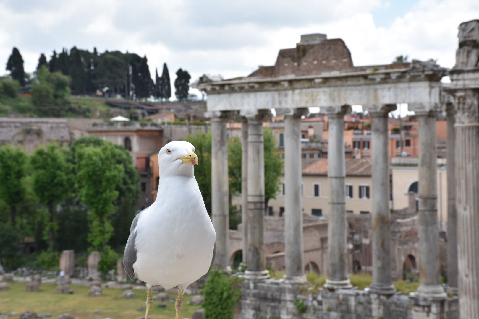 Tra le rovine dei fori imperiali
