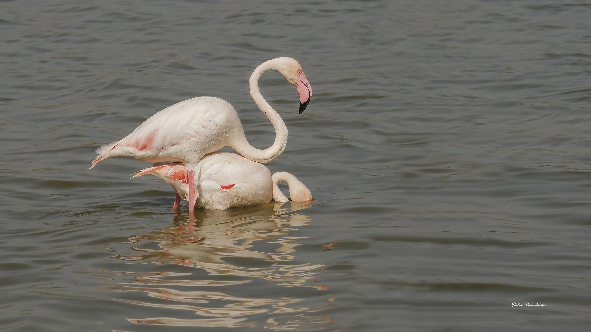 Pronto all'attacco...