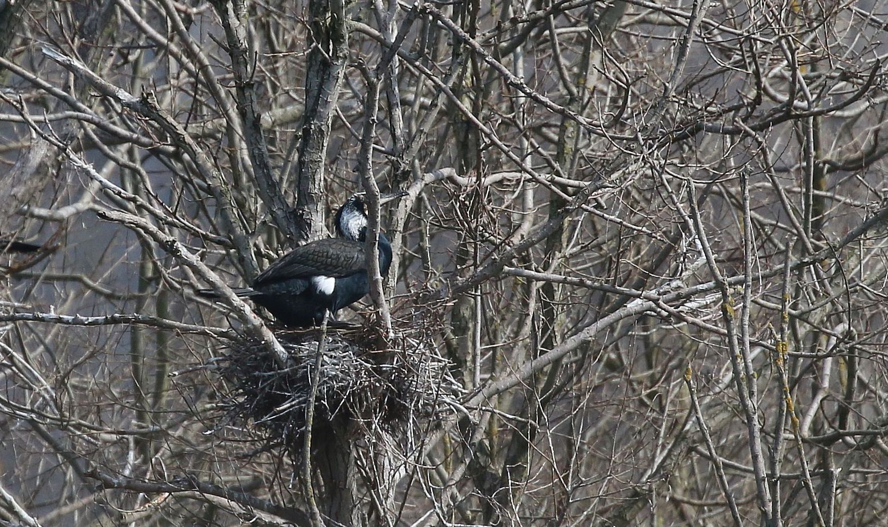 Nest of cormorants 1