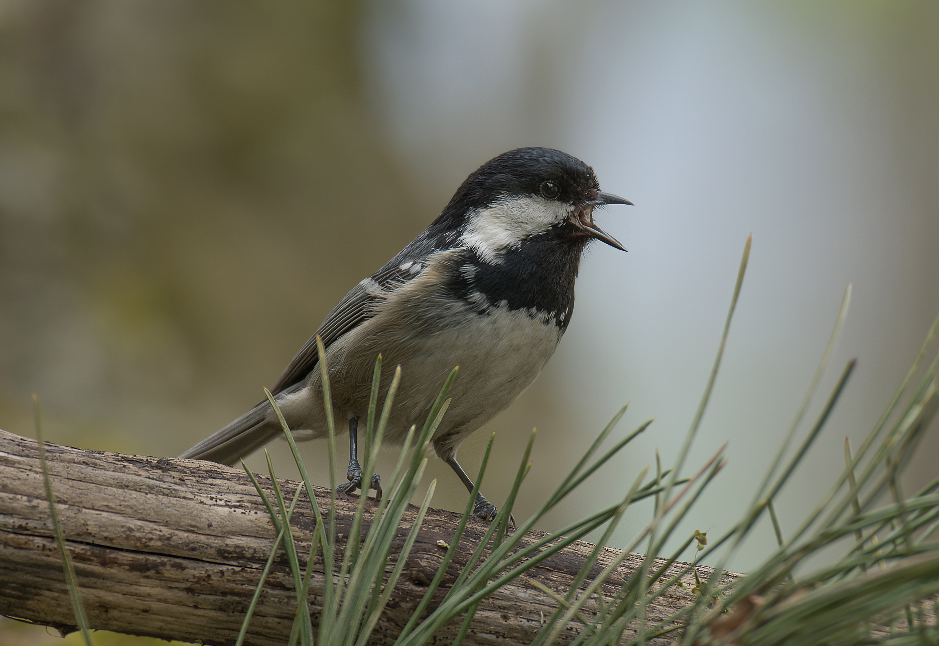 Cincia Mora. Alpi Apuane