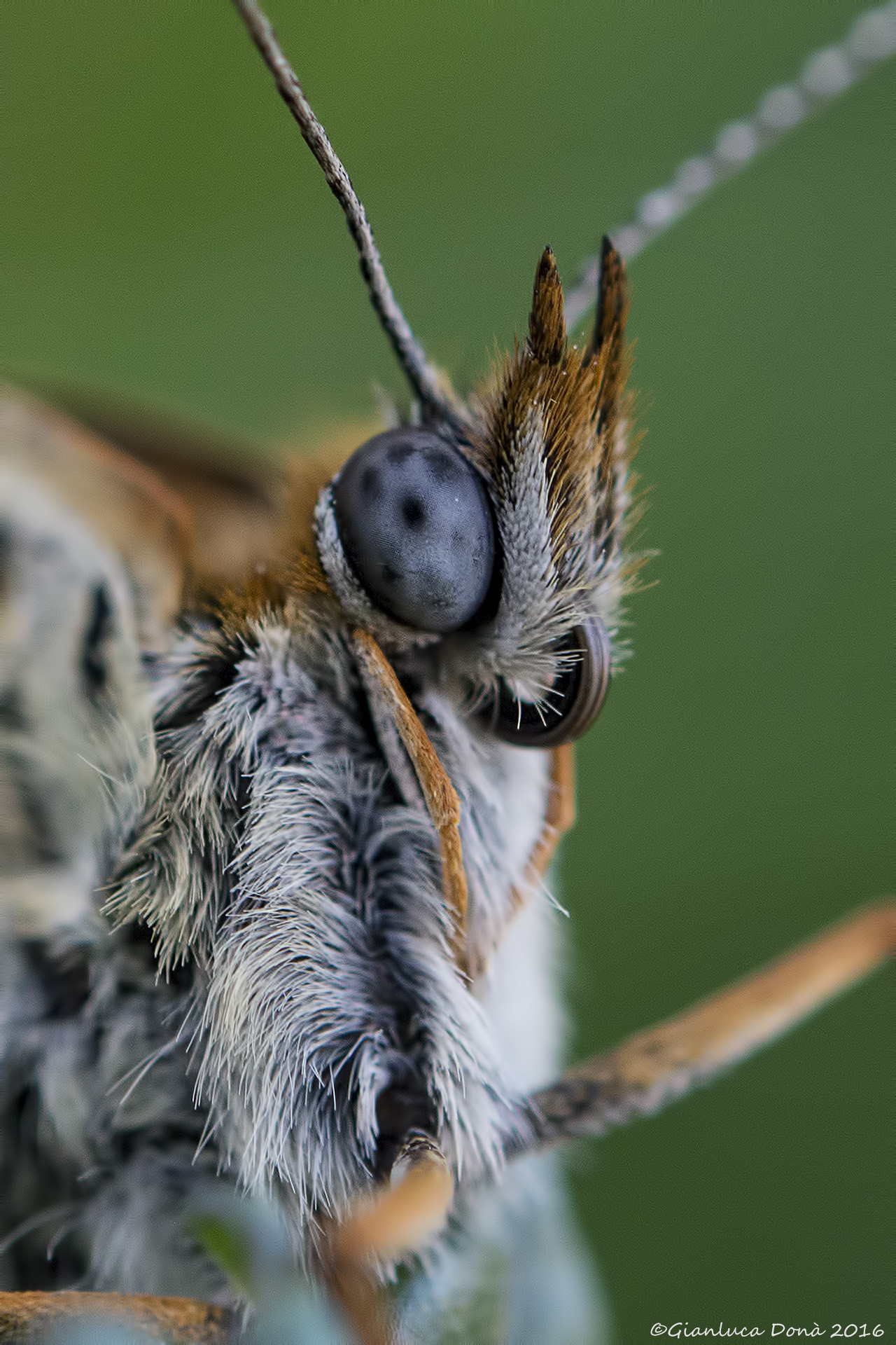 Melitaea phobe Goeze, 1779
