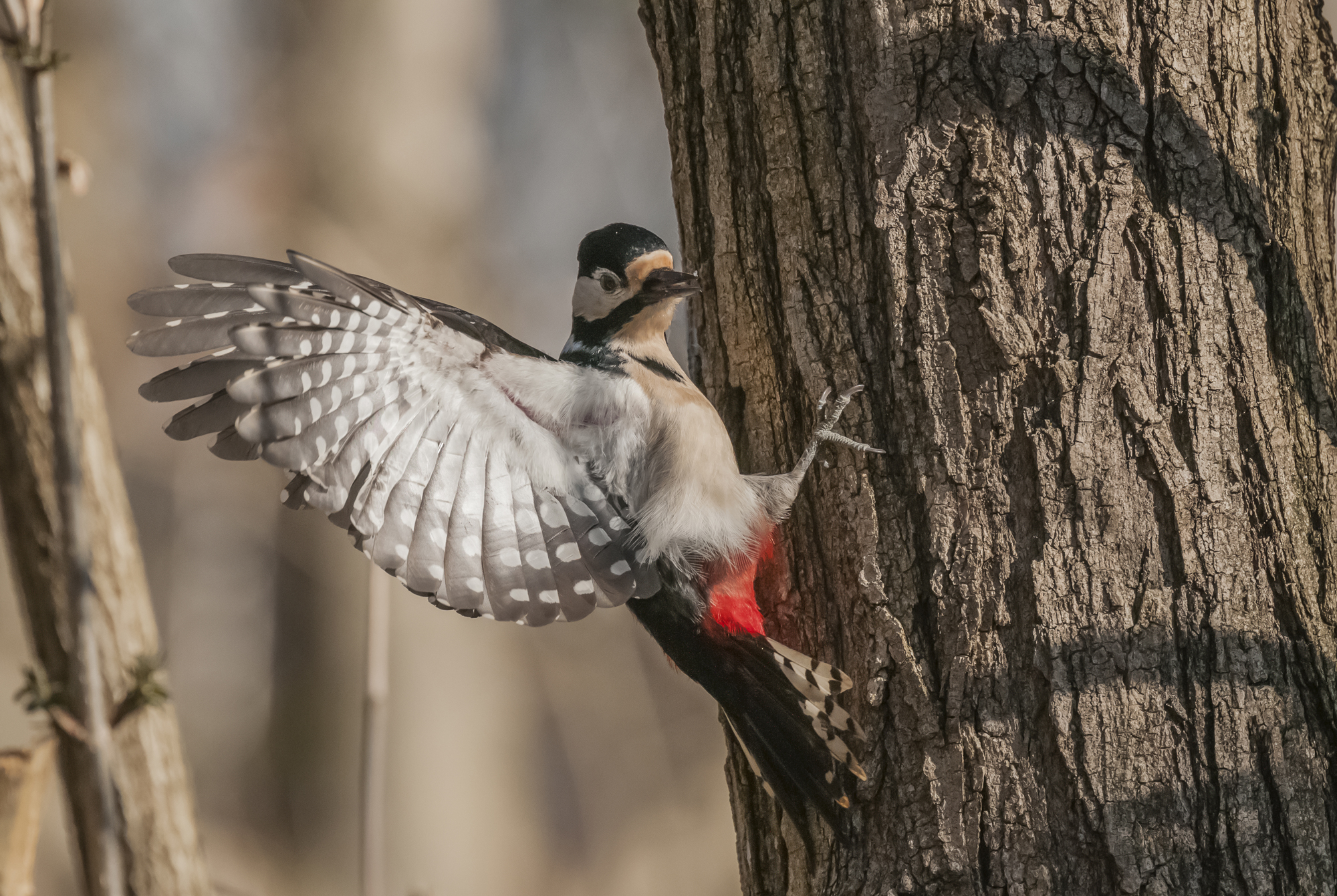 Picchio Rosso Maschio. Alpi Apuane.