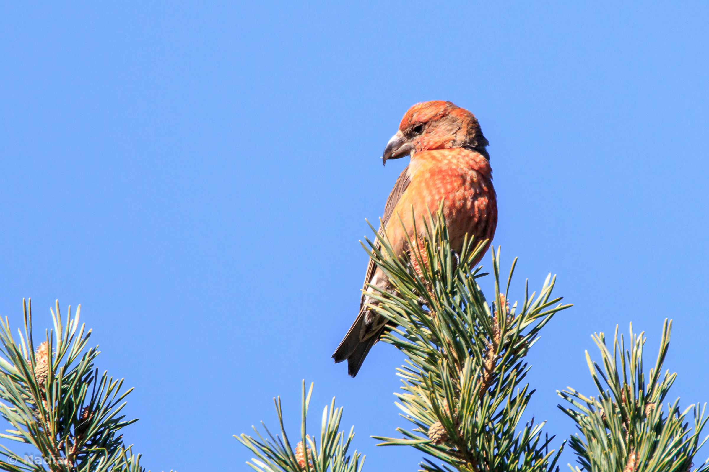 all'Orsiera cruises ..