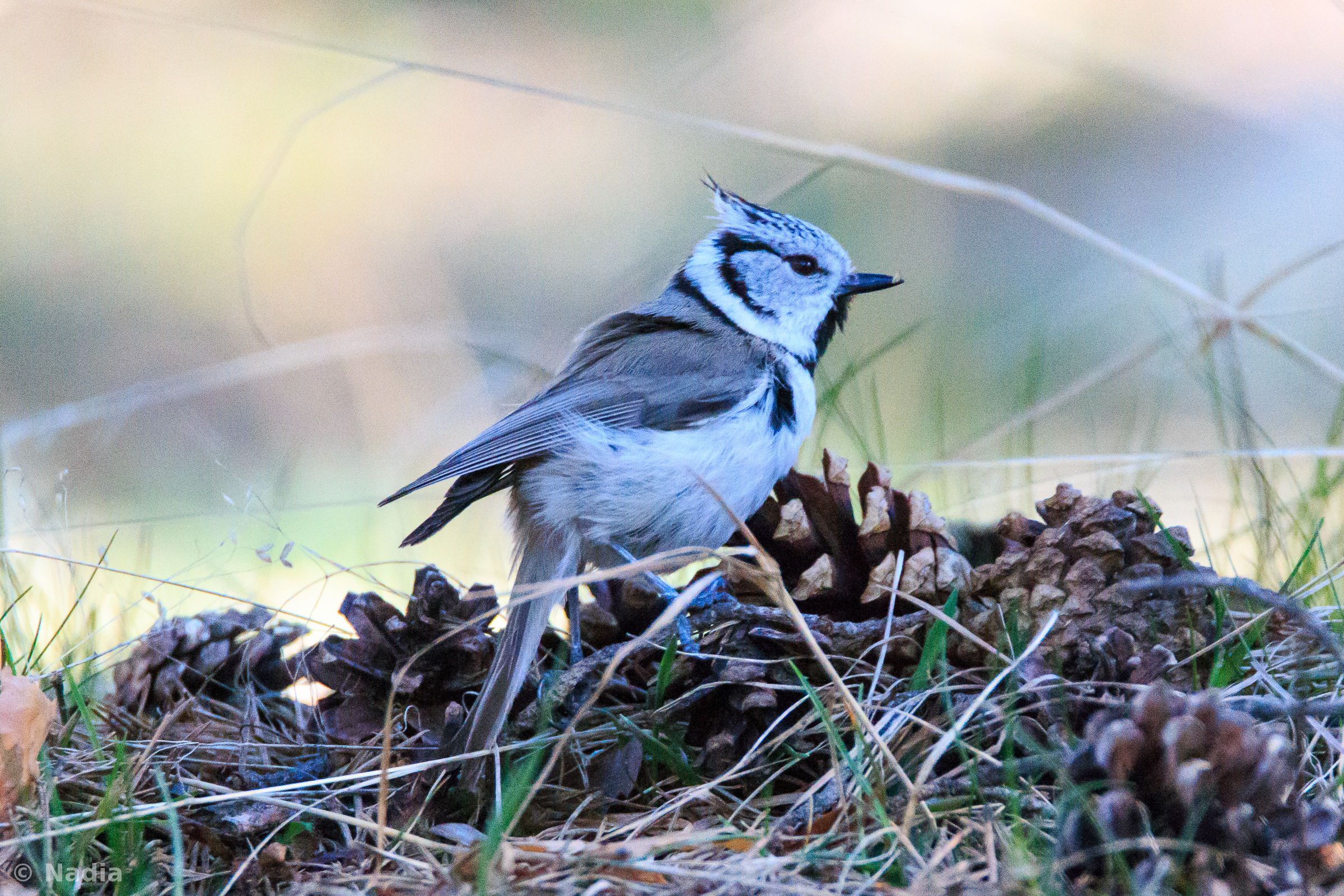 Crested tit all'Orsiera ...