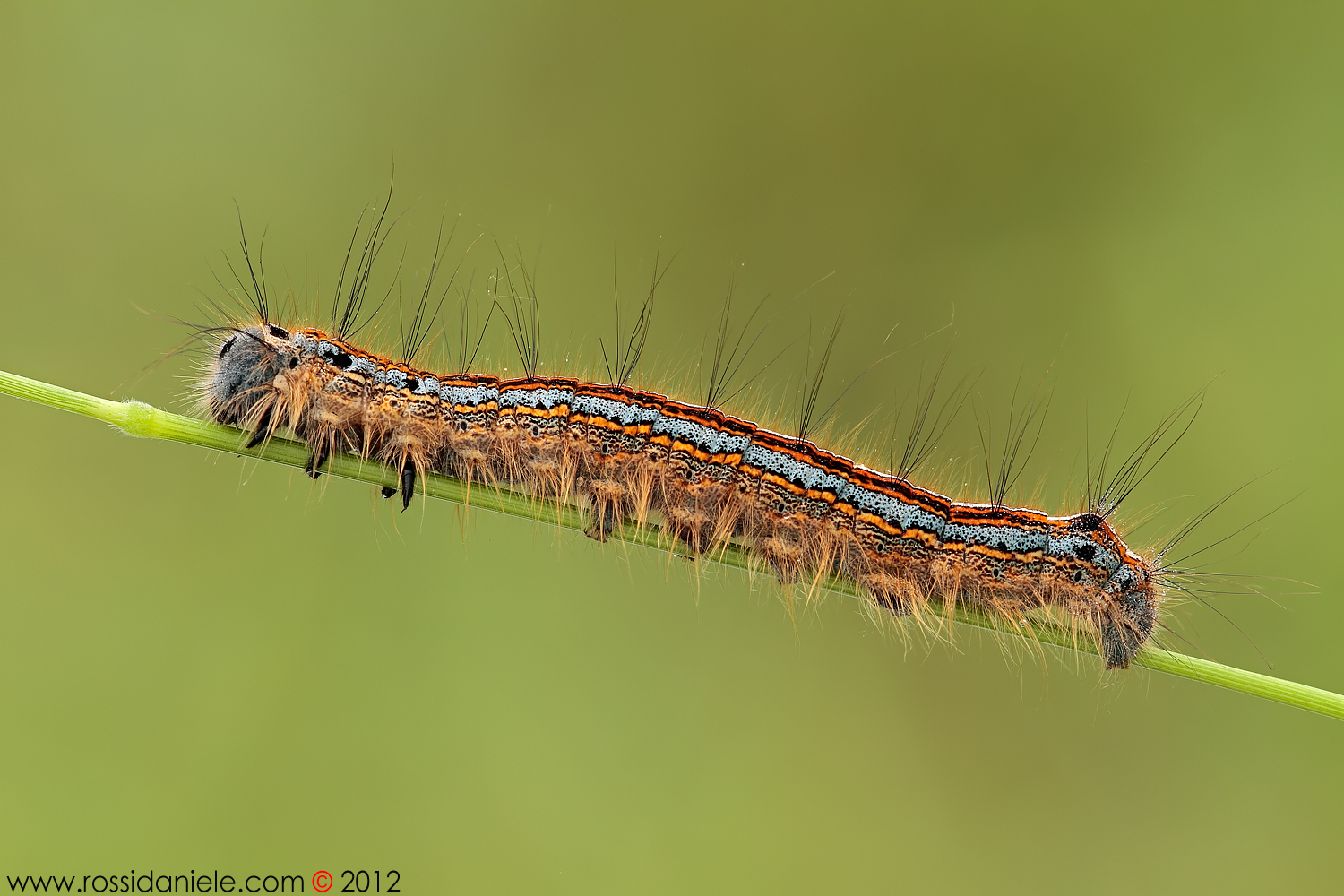 Malacosoma neustria (Linnaeus, 1758)