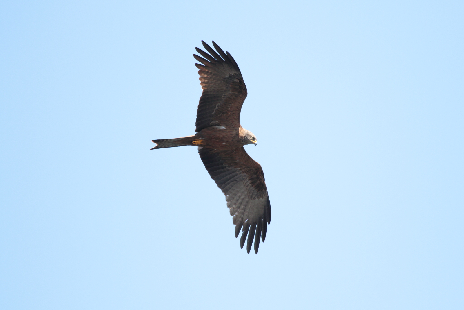 Black Kite
