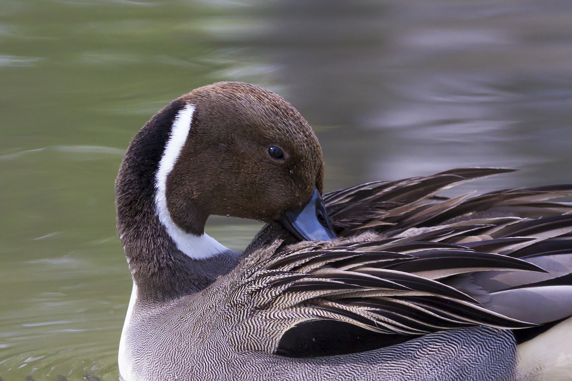 Codone..(anas acuta)