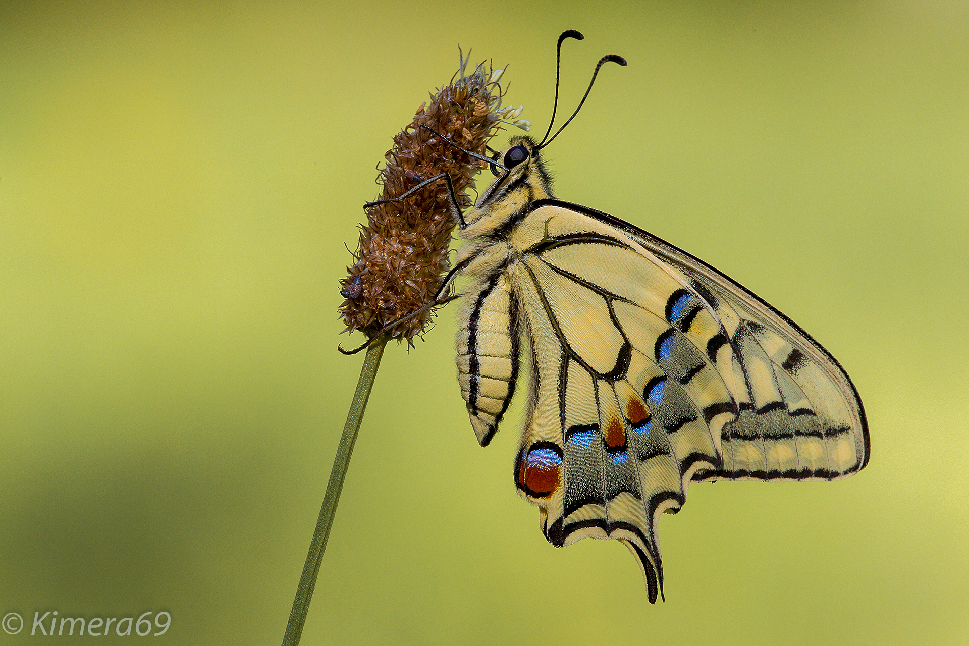 Papilio machaon
